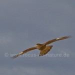 Chimangokarakara (Milvago chimango)