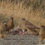 Chimangokarakara (Milvago chimango)