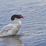 Schwarzhalsschwan (Cygnus melancoryphus) 