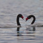 Schwarzhalsschwan (Cygnus melancoryphus) 