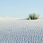White Sands Gipswüste mit Soap Tree Yucca