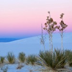 Seifen-Palmlilien (Soap Tree Yucca)