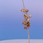 Gipsadüne mit Seifen-Palmlilie