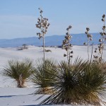Palmlilien in den Gipsdünen (Soap Tree Yucca)