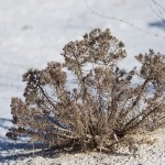 White Sands Gipswüste in New Mexico USA