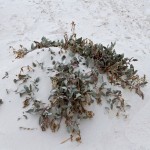 White Sands Gipswüste in New Mexico USA