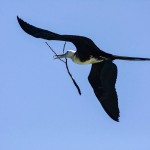 Prachtfregattvogel (Fregata magnificens)