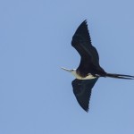 Prachtfregattvogel (Fregata magnificens)