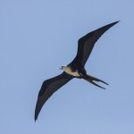 Prachtfregattvogel (Fregata magnificens)