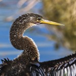 Amerikanischer Schlangenhalsvogel (Anhinga anhinga)