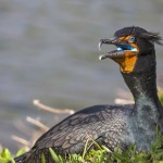 Ohrenscharbe (Phalacrocorax auritus)