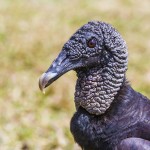 Rabengeier (Coragyps atratus brasiliensis)