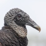 Rabengeier (Coragyps atratus brasiliensis)