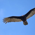 Truthahngeier (Cathartes aura)