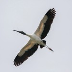 Waldstorch (Mycteria americana)