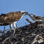 Fischadler (Pandion haliaetu)