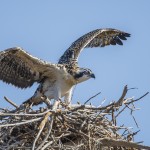 Fischadler (Pandion haliaetu)