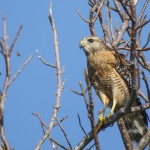 Amerikanischer Rotschulterbussard (Buteo l. lineatus)