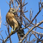 Amerikanischer Rotschulterbussard (Buteo l. lineatus)