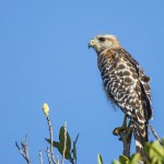 Amerikanischer Rotschulterbussard (Buteo l. lineatus)