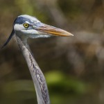 Kanadareiher (Ardea herodias)