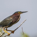 Grünreiher (Butorides virescens)