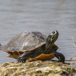 Florida-Rotbauch-Schmuckschildkröte (Pseudemys nelsoni)