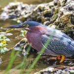 Grünreiher (Butorides virescens)