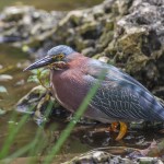 Grünreiher (Butorides virescens)
