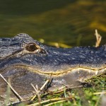 Mississippi-Alligator (Alligator mississippiensis)
