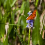 Herzblättriges Hechtkraut (Pontederia cordata) mit Vanille-Falter