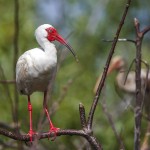 Schneesichler, Weißibis (Eudocimus albus)