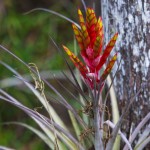 Kardinal airplant  (Tillandsia fasciculata)