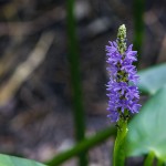 Herzblättriges Hechtkraut (Pontederia cordata)