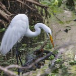 Silberreiher (Casmerodius albus)