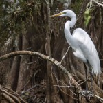Silberreiher (Casmerodius albus)