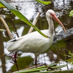 Schneesichler, Weißibis (Eudocimus albus)