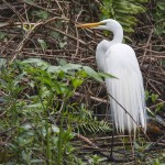 Silberreiher (Casmerodius albus)