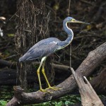 Dreifarbenreiher (Egretta tricolor)