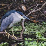 Nachtreiher (Nycticorax nycticorax)