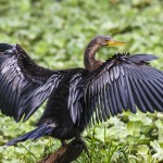 Amerikanischer Schlangenhalsvogel (Anhinga anhinga)