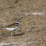 Keilschwanz-Regenpfeifer (Charadrius vociferus)