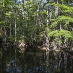 Big Cypress National Wildlife Refuge, Florida