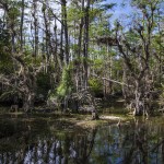 Big Cypress National Wildlife Refuge, Florida