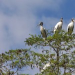 Waldstörche (Mycteria americana)
