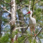 Schneesichler, Weißibis (Eudocimus albus)