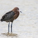 Rötelreiher (Egretta rufescens)