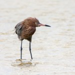 Rötelreiher (Egretta rufescens)