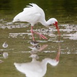 Schneesichler, Weißibis (Eudocimus albus)