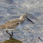 Alpenstrandläufer (Calidris alpina)